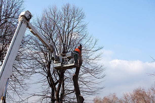 Port Washington North, NY Tree Removal Services Company